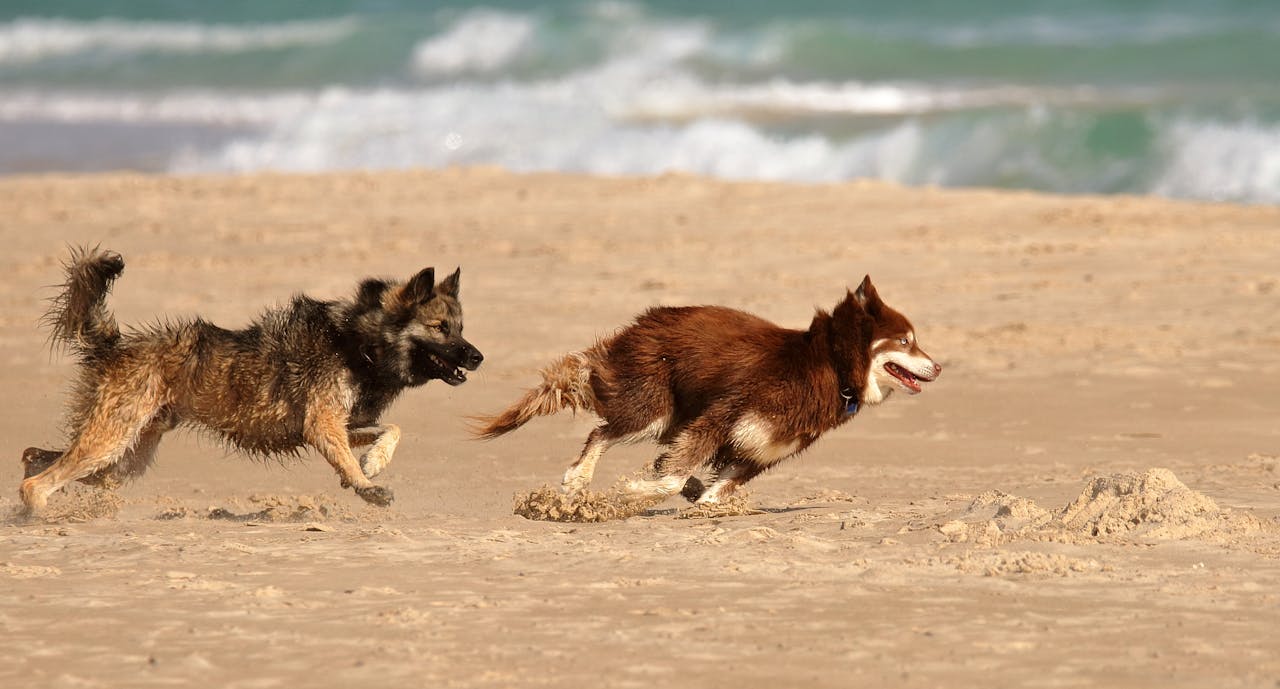 Training High-Energy Dogs