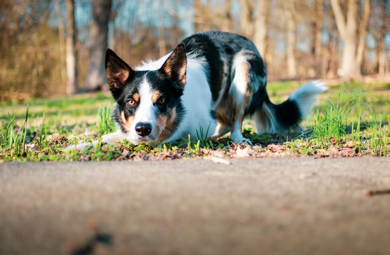 Training High-Energy Dogs