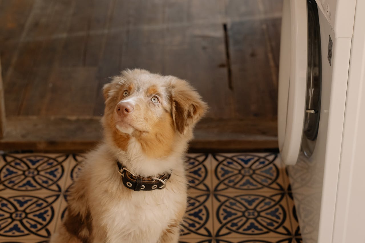 Dog Training Questions
