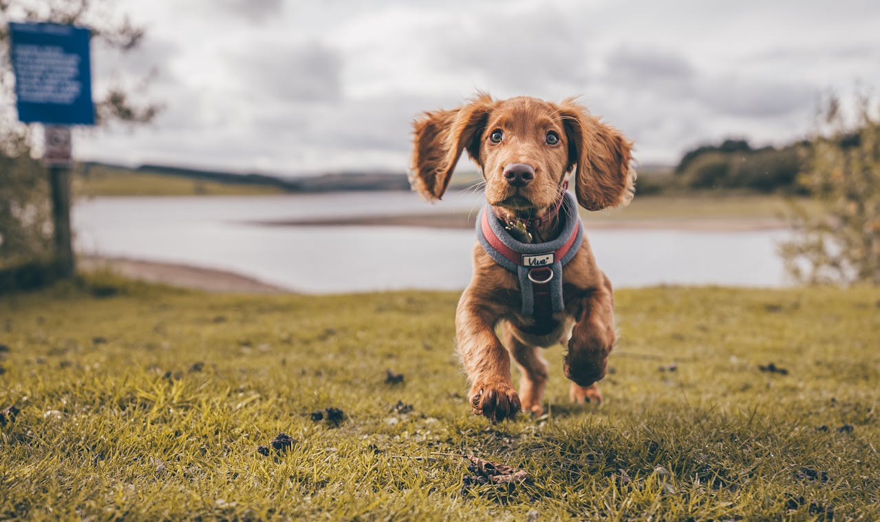 Dog Training Questions
