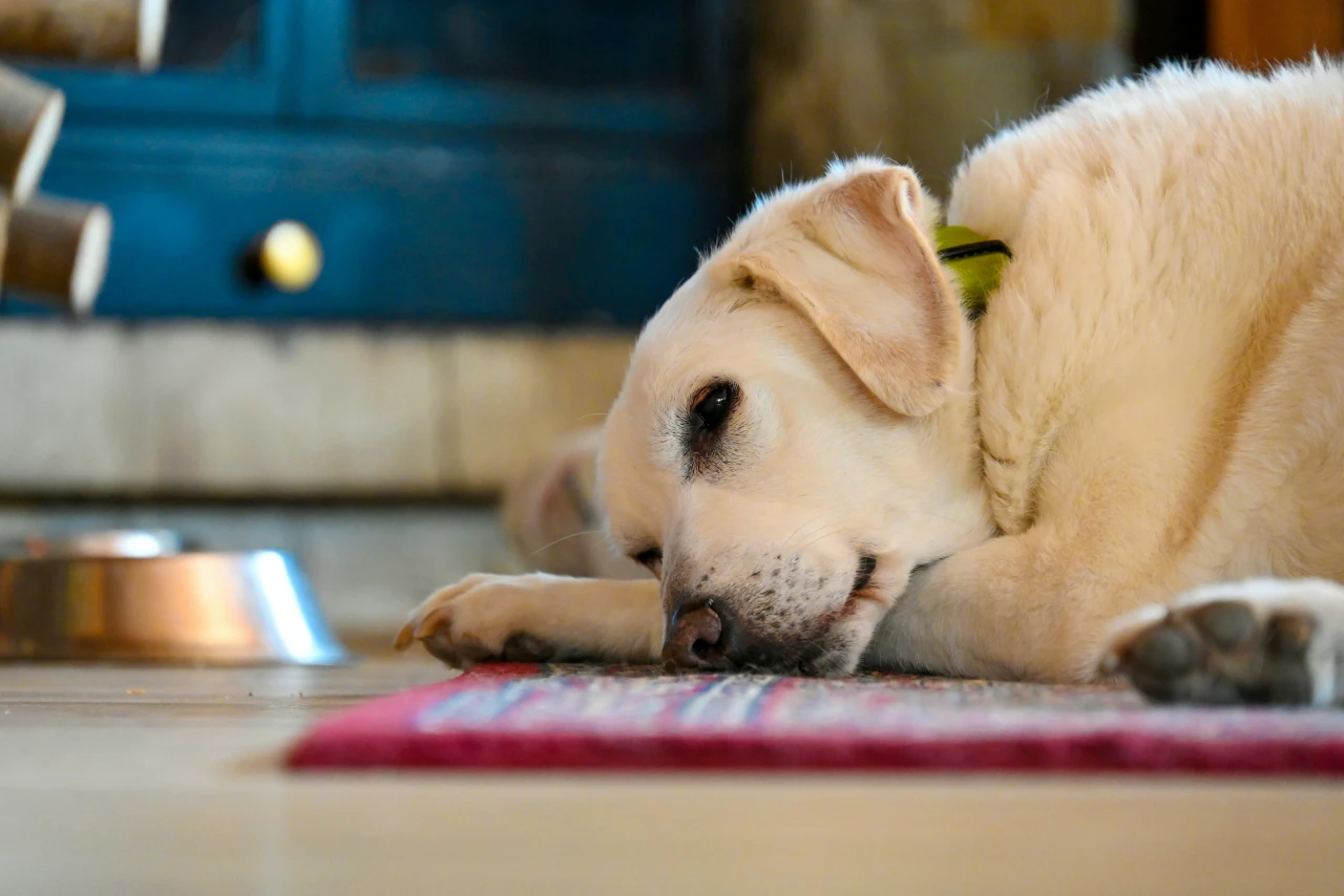 Why Is My Dog Sneezing So Much