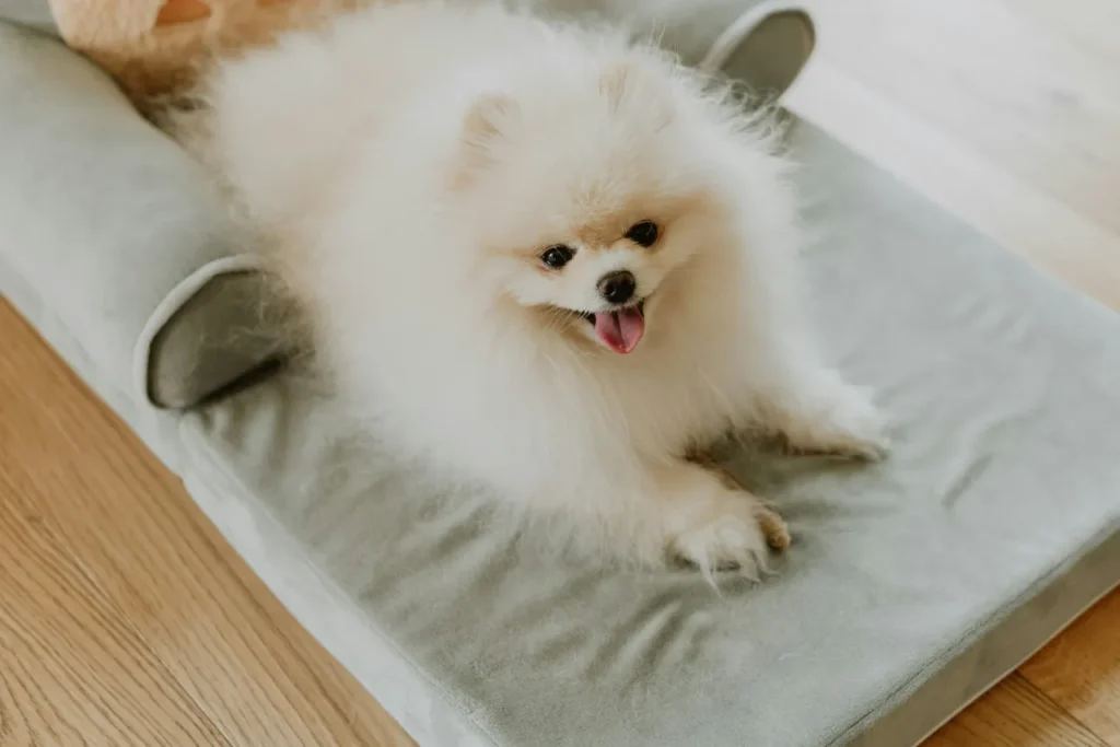 dog lying on his bed