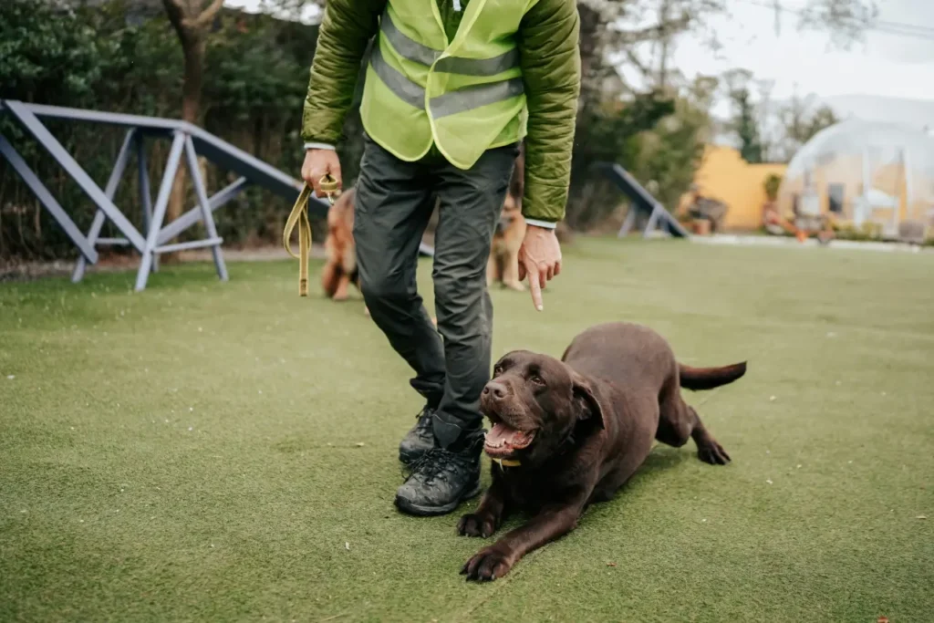 professionally training a dog for obedience
