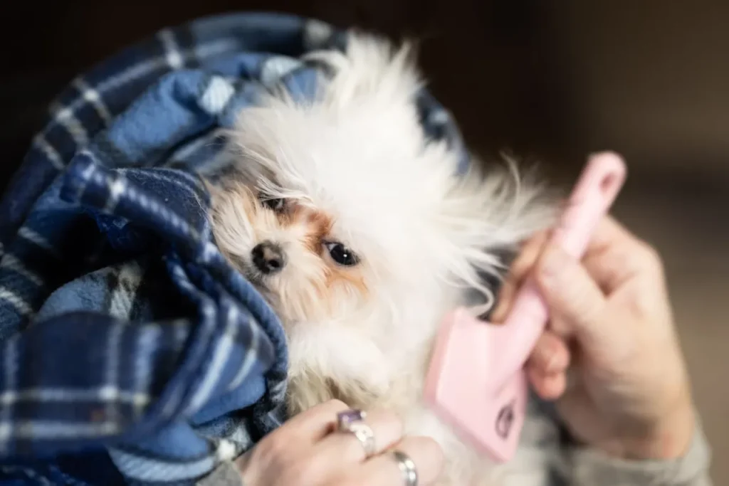 woman brushing dog